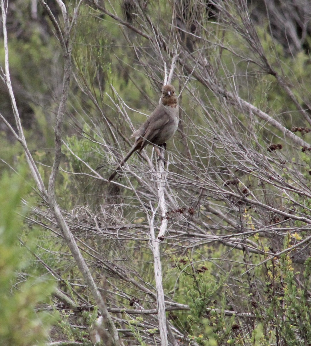California Towhee - ML635400787