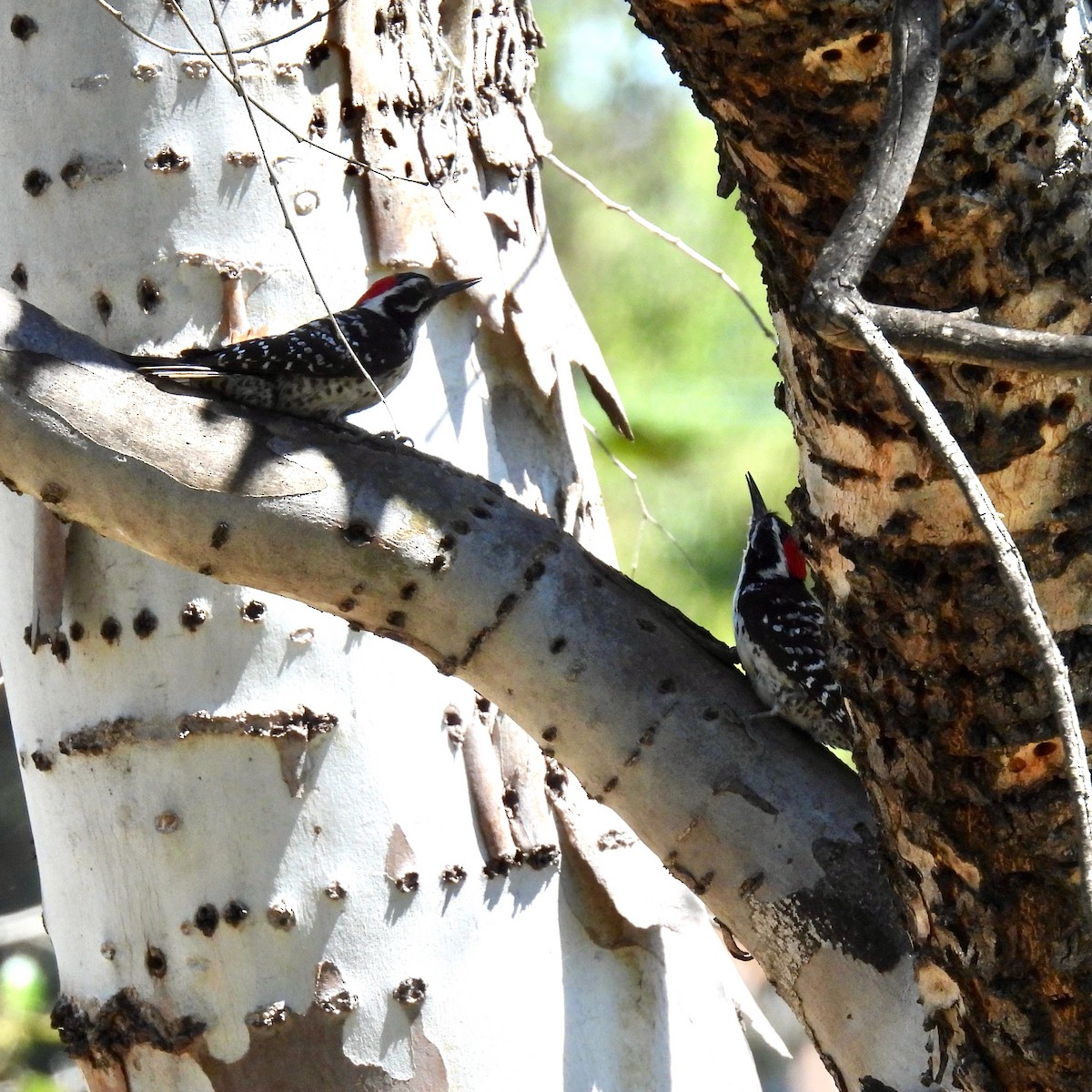 Nuttall's Woodpecker - ML635400789