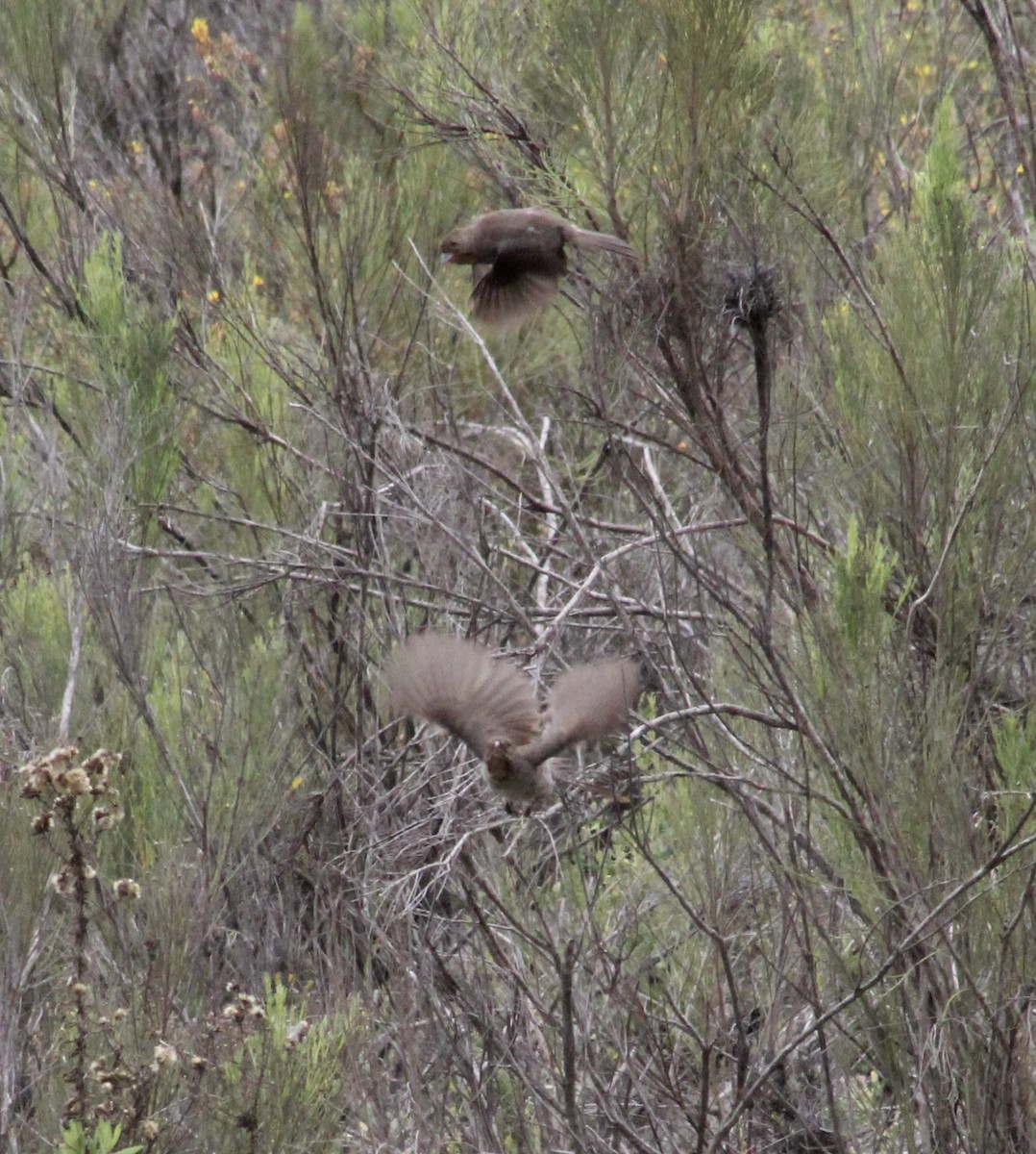 California Towhee - ML635400790