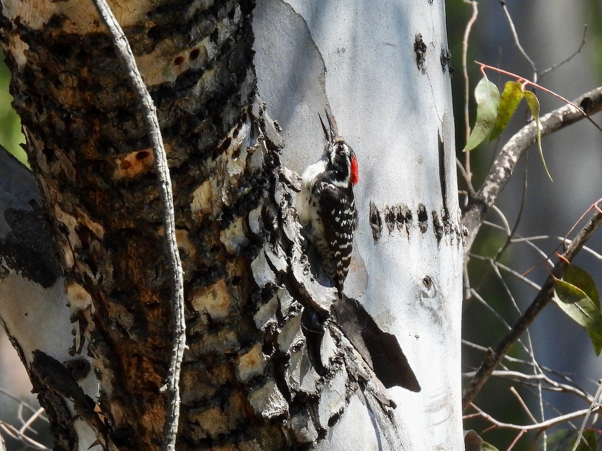 Nuttall's Woodpecker - ML635400791