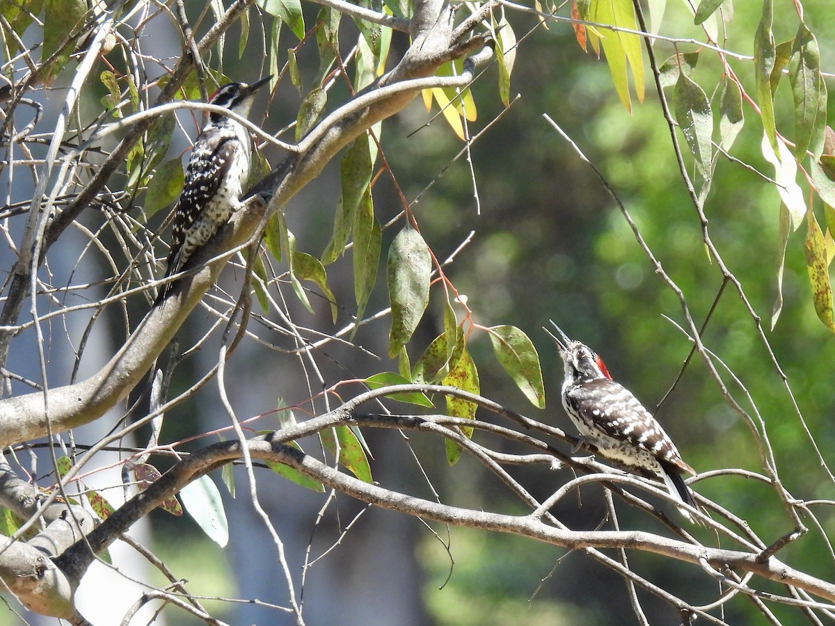 Nuttall's Woodpecker - ML635400795