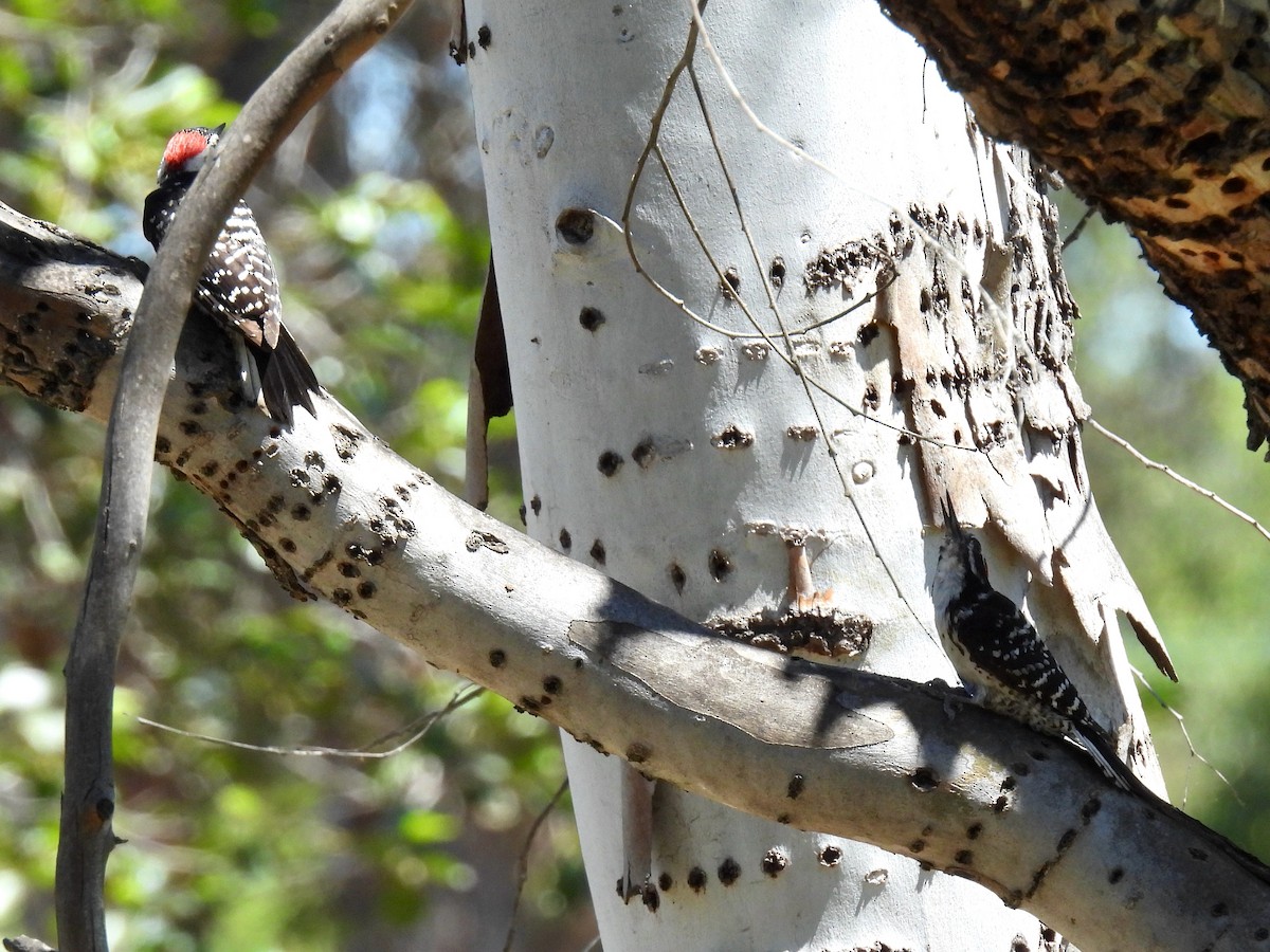 Nuttall's Woodpecker - ML635400797