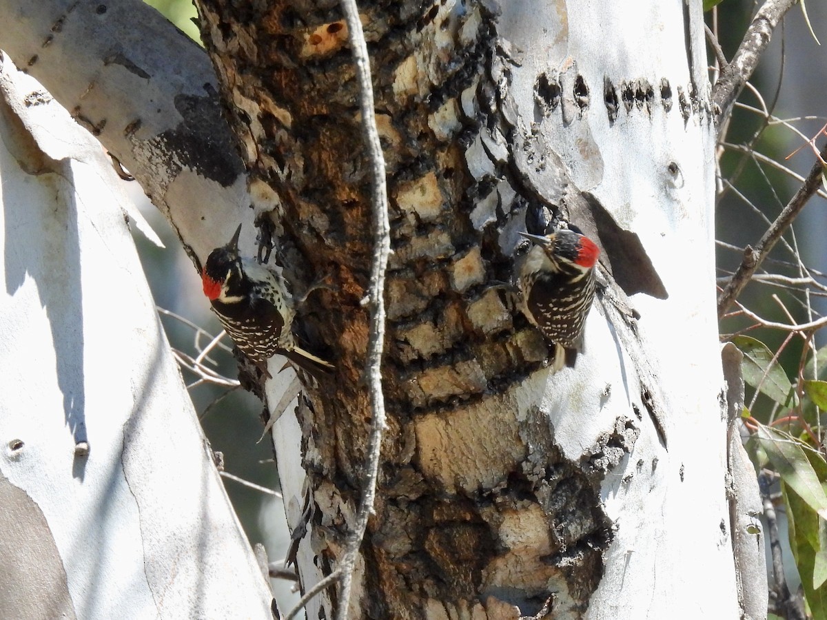 Nuttall's Woodpecker - ML635400800