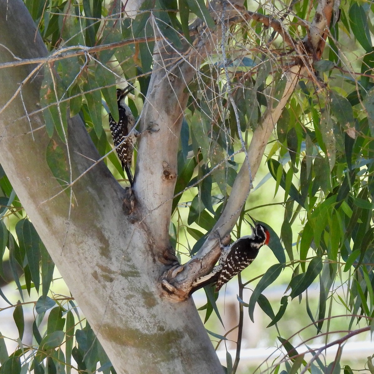 Nuttall's Woodpecker - ML635400803