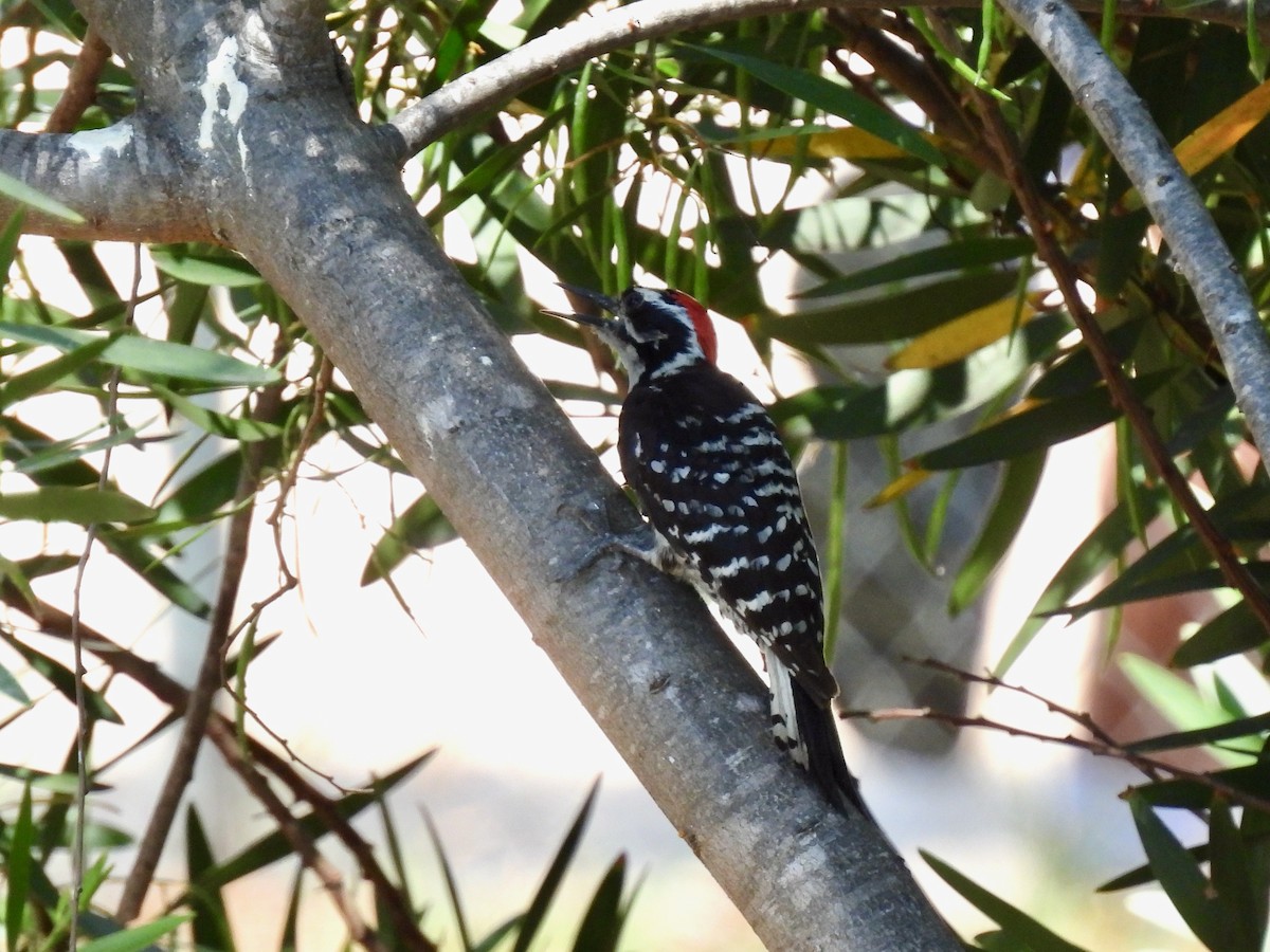 Nuttall's Woodpecker - ML635400805
