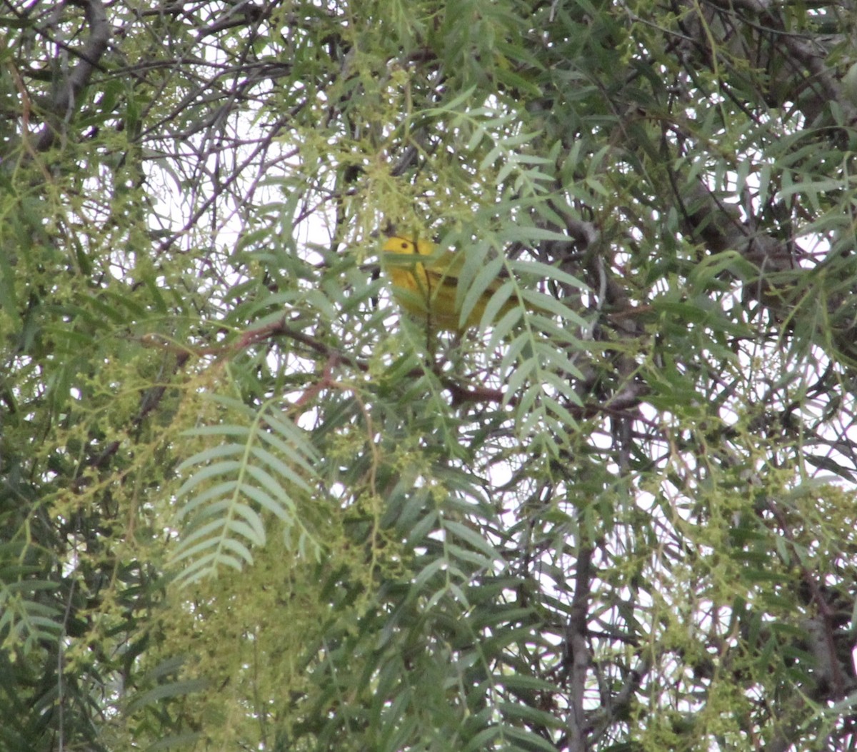 Yellow Warbler - ML635400812