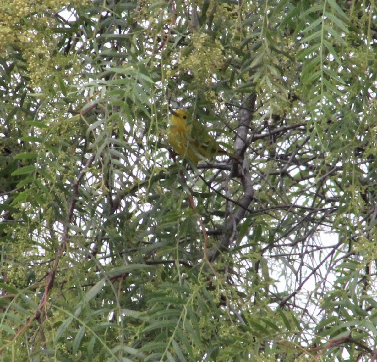 Yellow Warbler - ML635400814