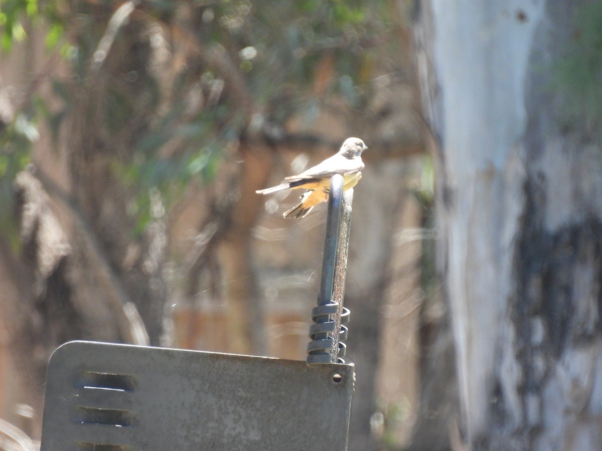 Cassin's Kingbird - ML635400819