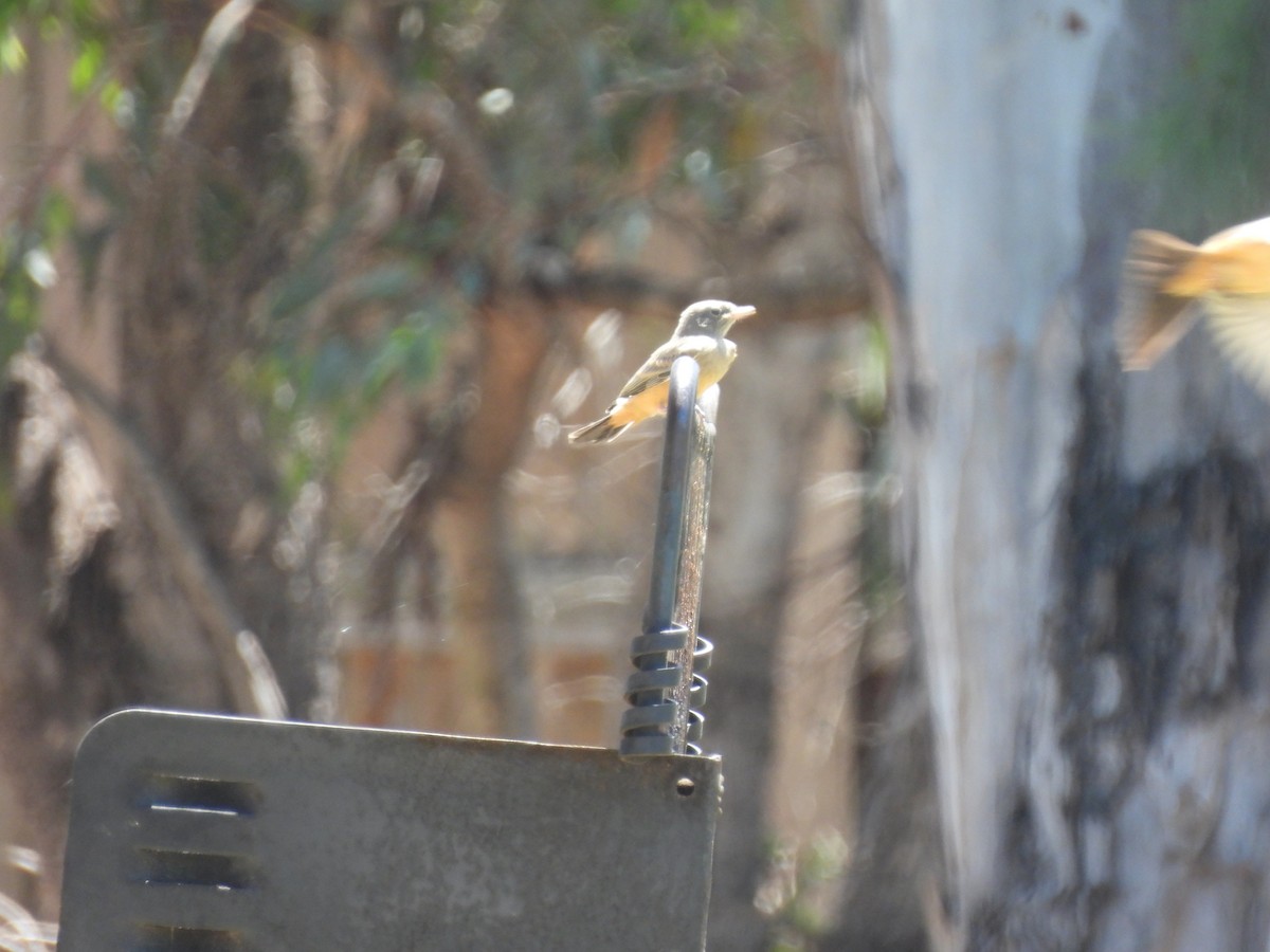 Cassin's Kingbird - ML635400822