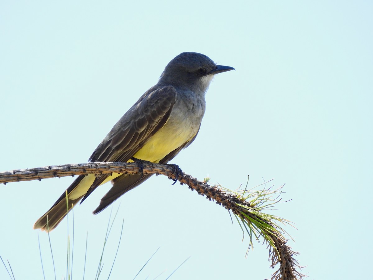 Cassin's Kingbird - ML635400830