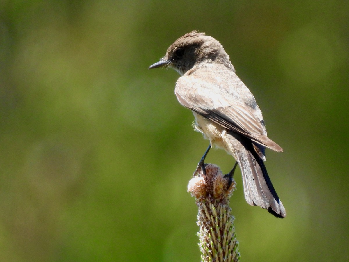 Say's Phoebe - ML635400838