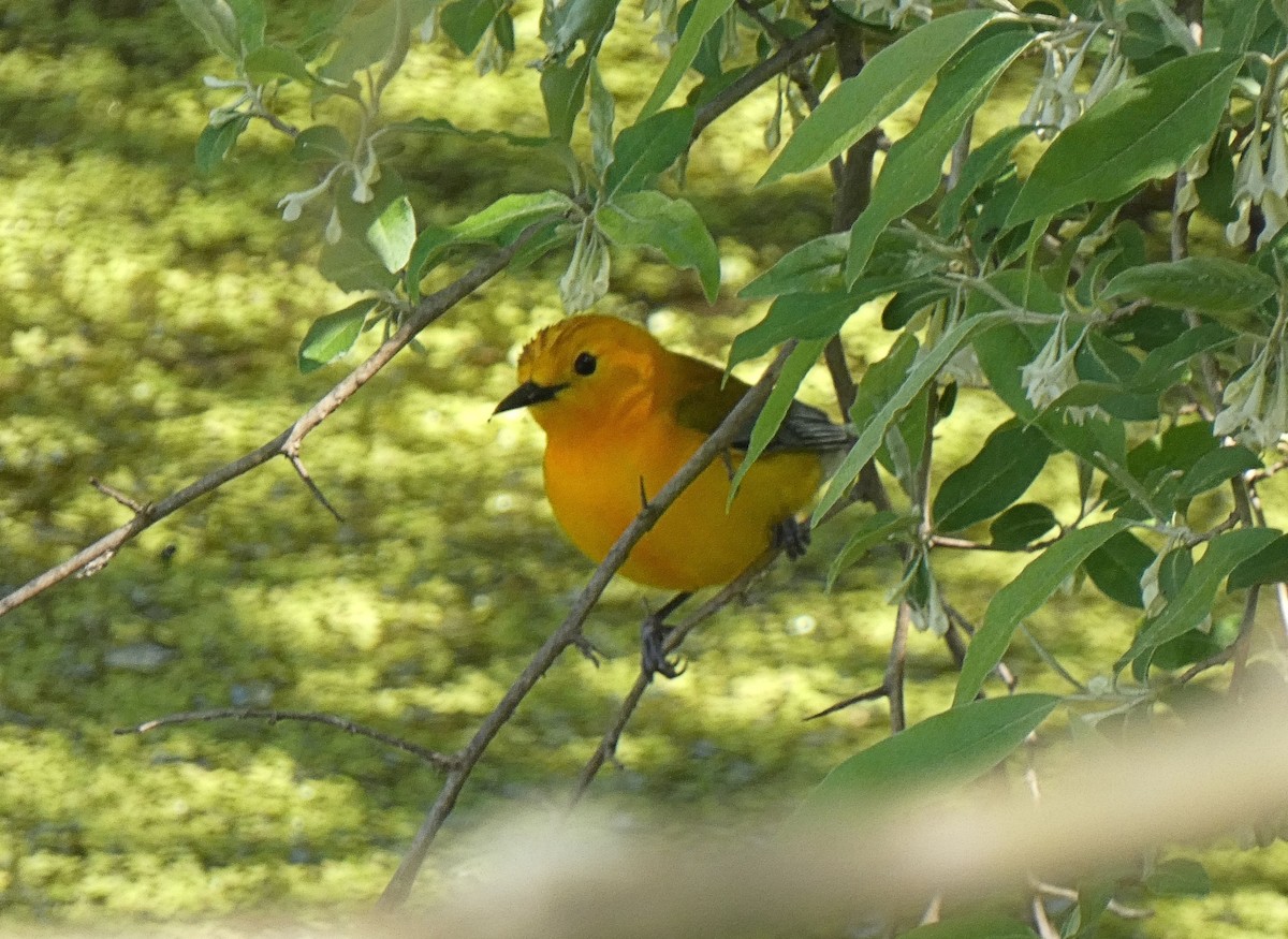 Prothonotary Warbler - ML635400839