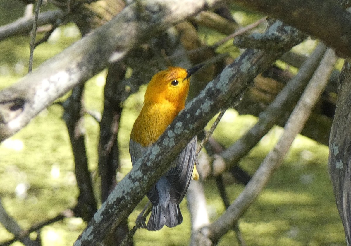 Prothonotary Warbler - ML635400840