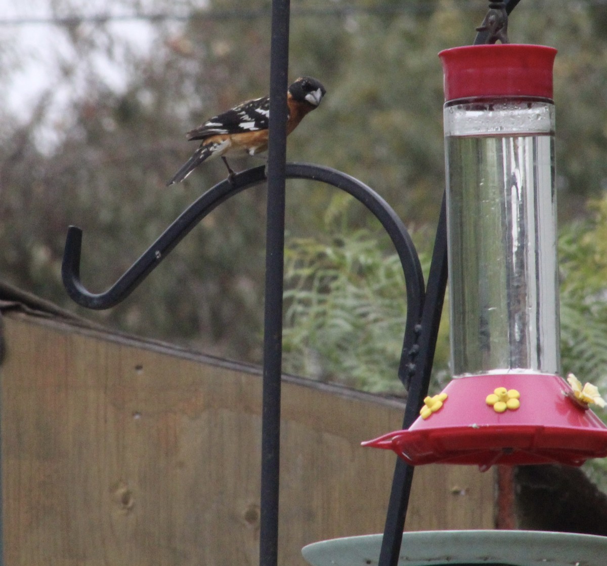 Black-headed Grosbeak - ML635400841