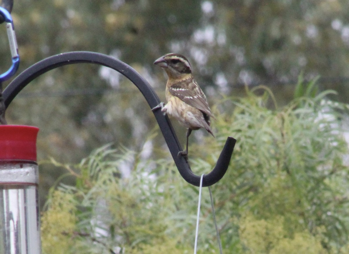 Black-headed Grosbeak - ML635400847