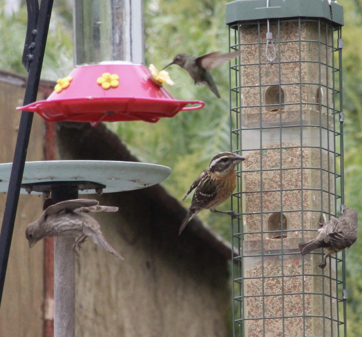Black-headed Grosbeak - ML635400848