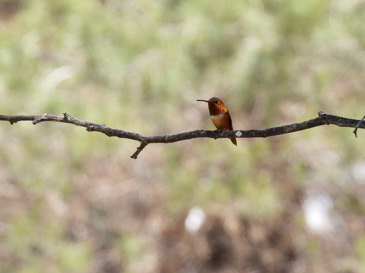 Allen's Hummingbird - ML635400849