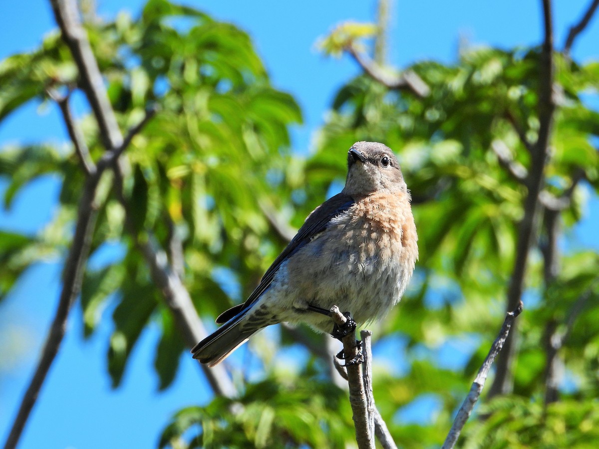 Western Bluebird - ML635400866