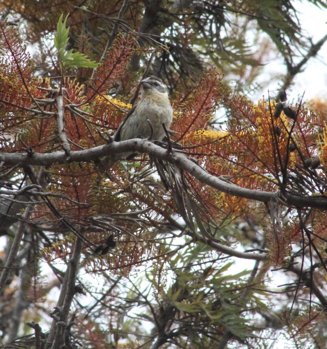 Black-headed Grosbeak - ML635400868