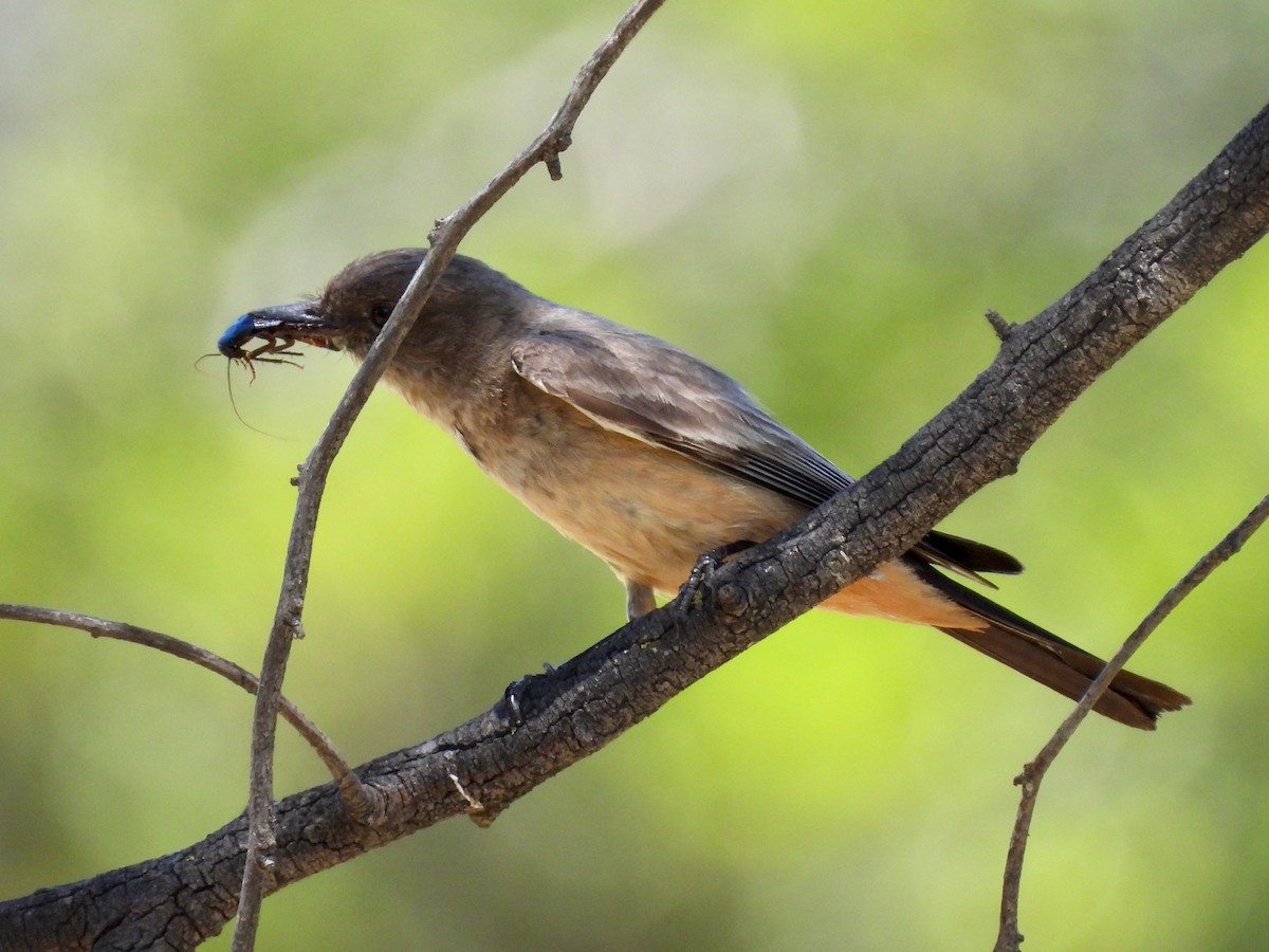 Say's Phoebe - ML635400931