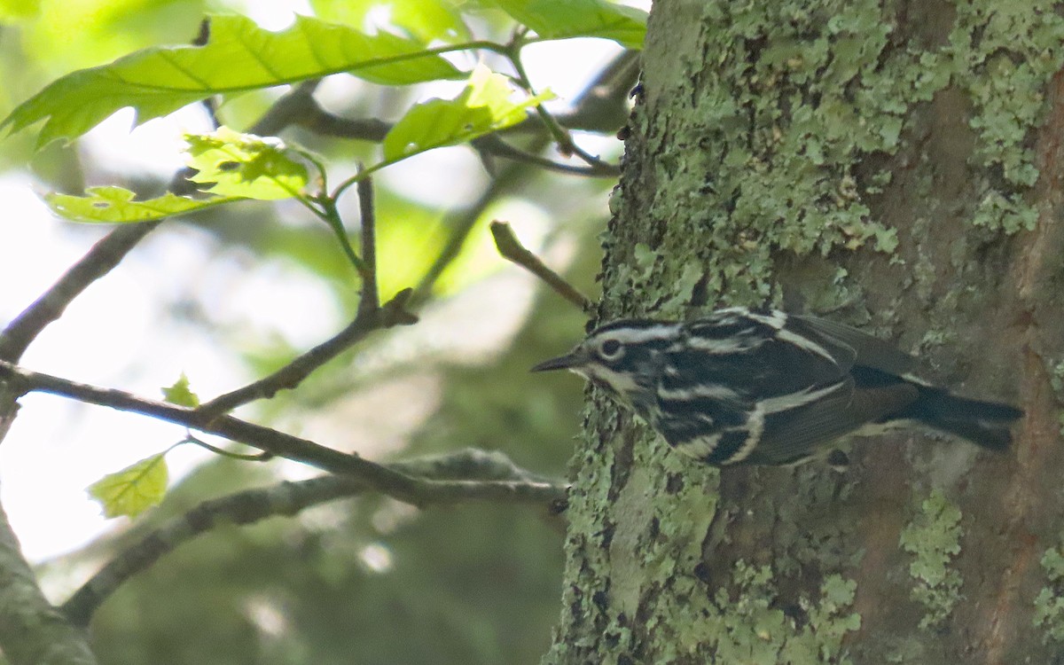Black-and-white Warbler - ML635400932