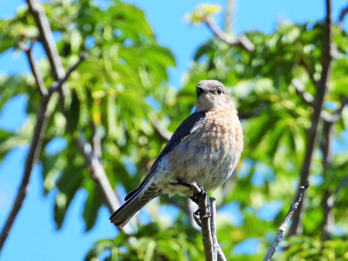 Western Bluebird - ML635400937