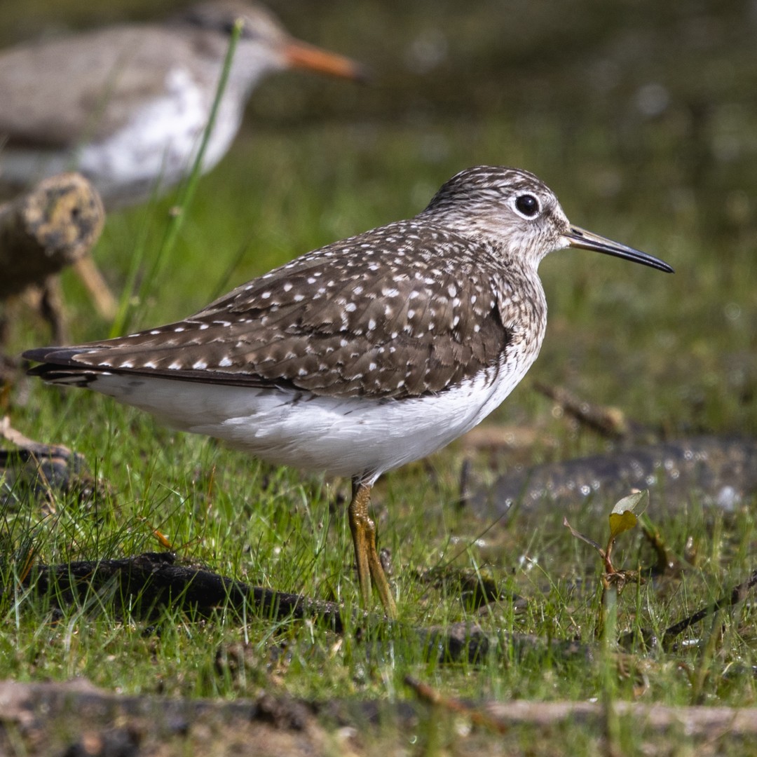 Solitary Sandpiper - ML635400954