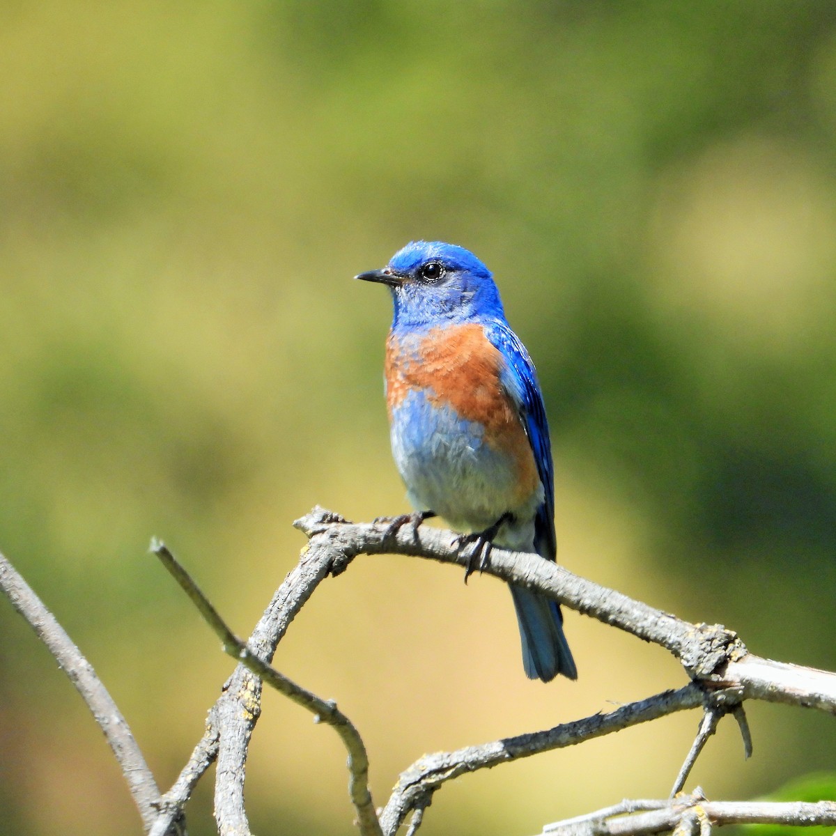 Western Bluebird - ML635400960