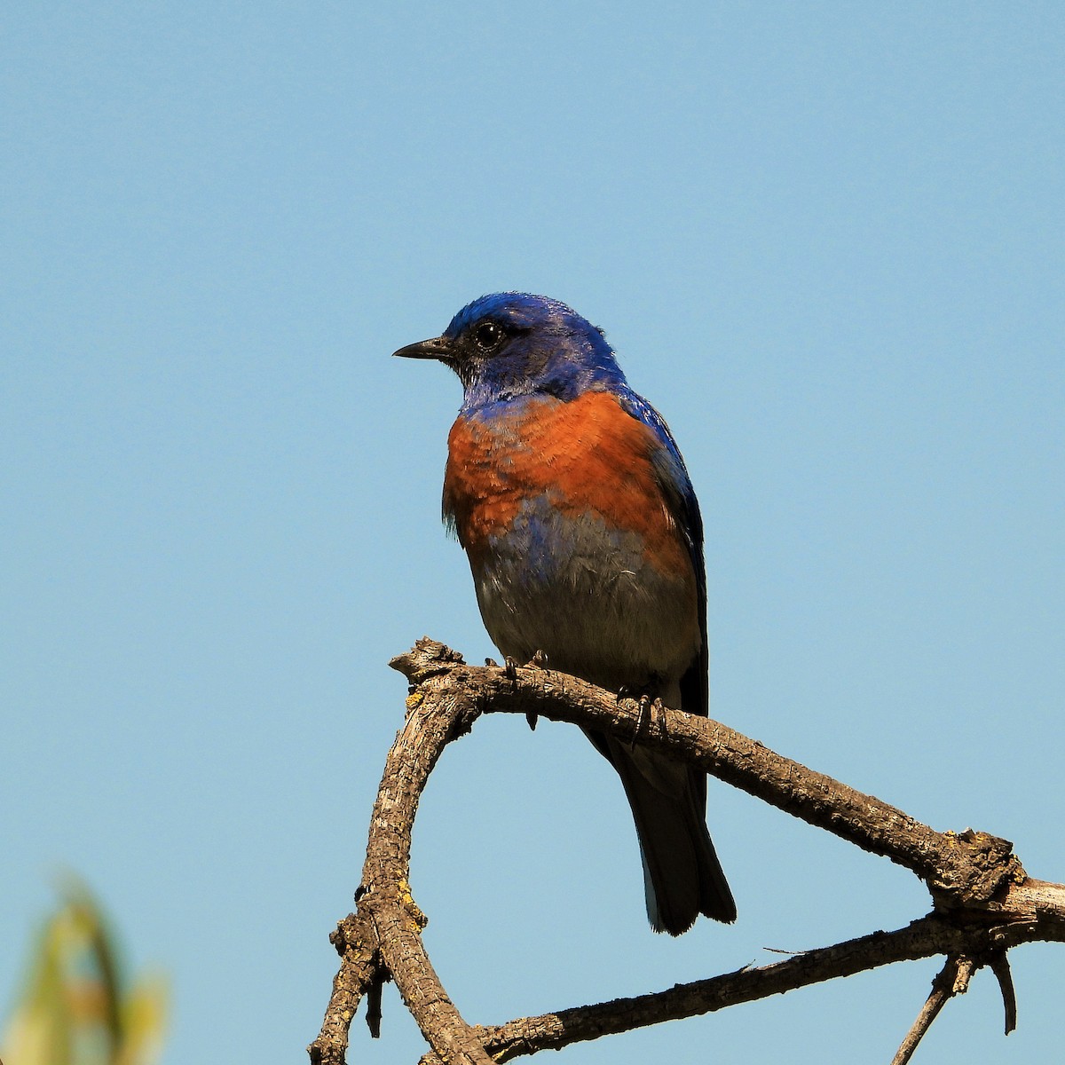 Western Bluebird - ML635400984