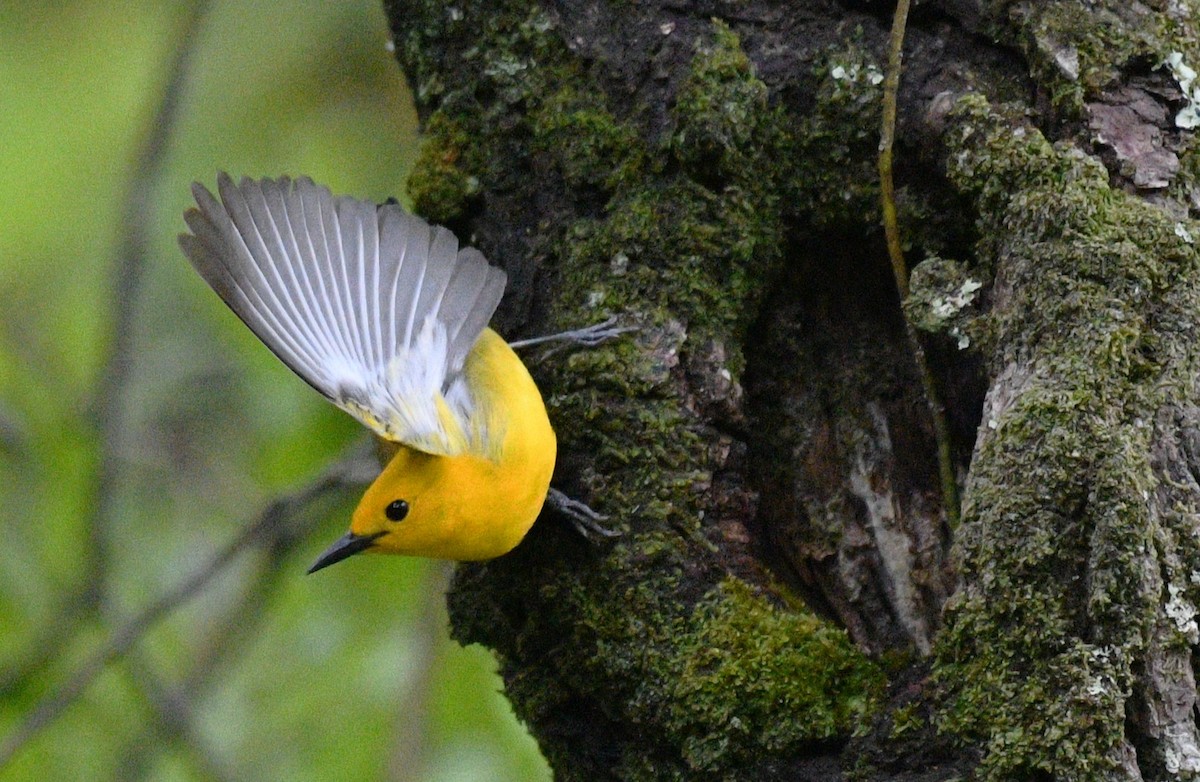 Prothonotary Warbler - ML635400993