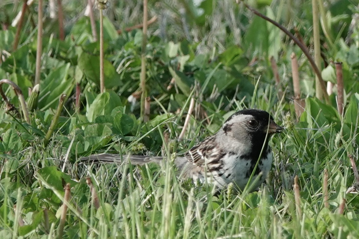 Harris's Sparrow - ML635400994