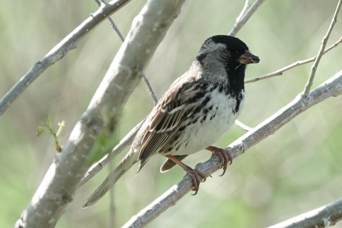 Harris's Sparrow - ML635401001