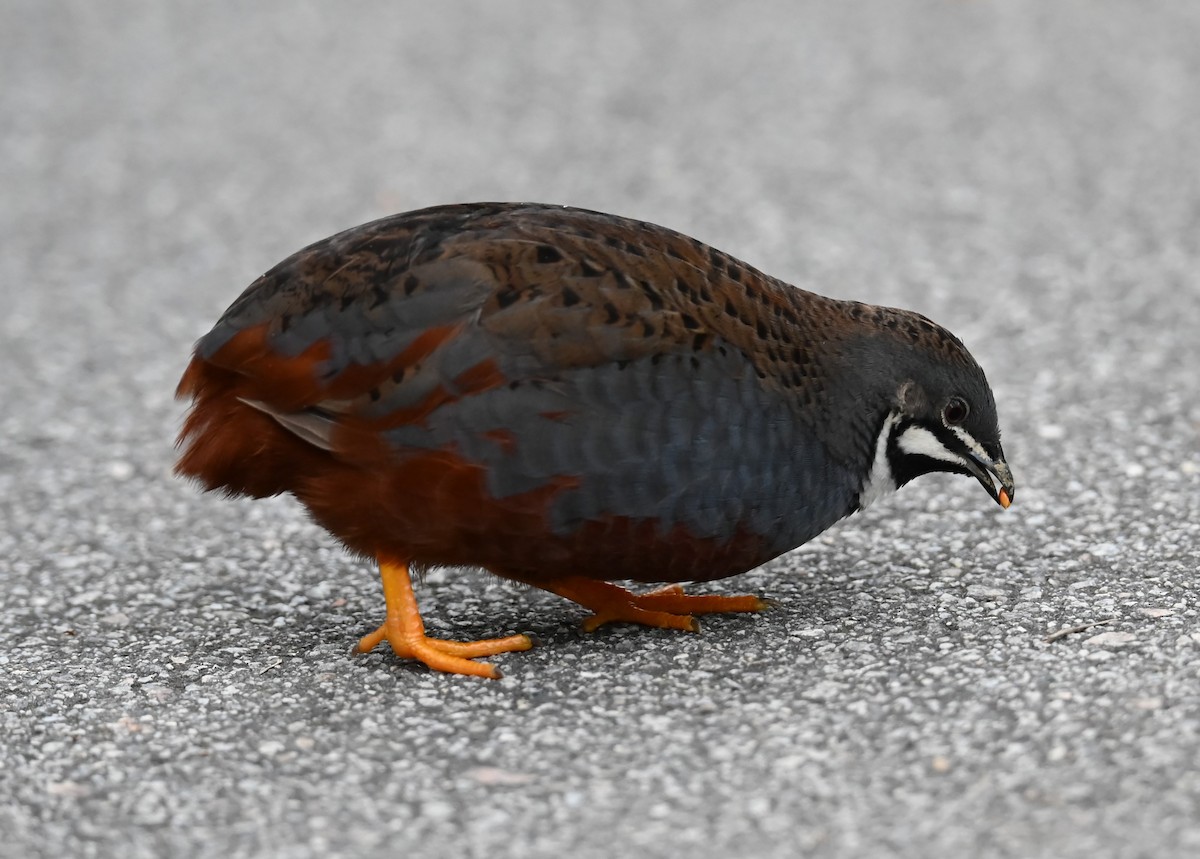 ヒメウズラ - ML635401009