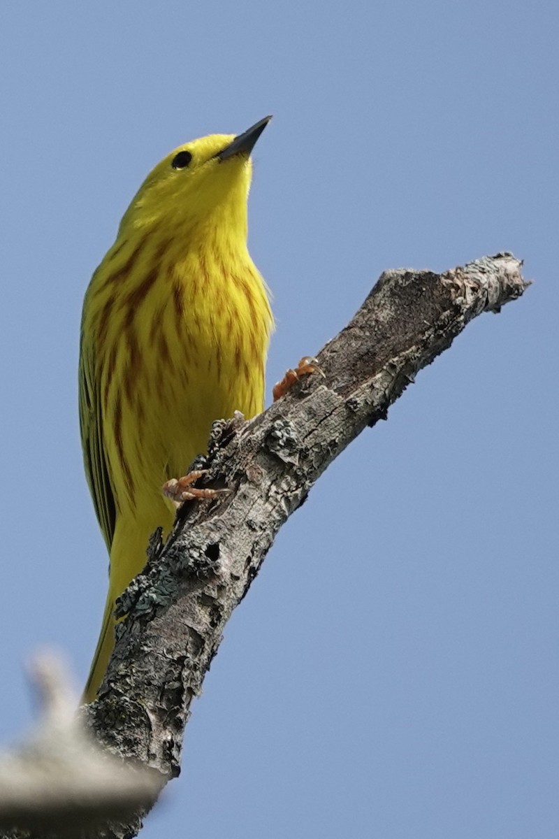 Goldwaldsänger - ML635401033