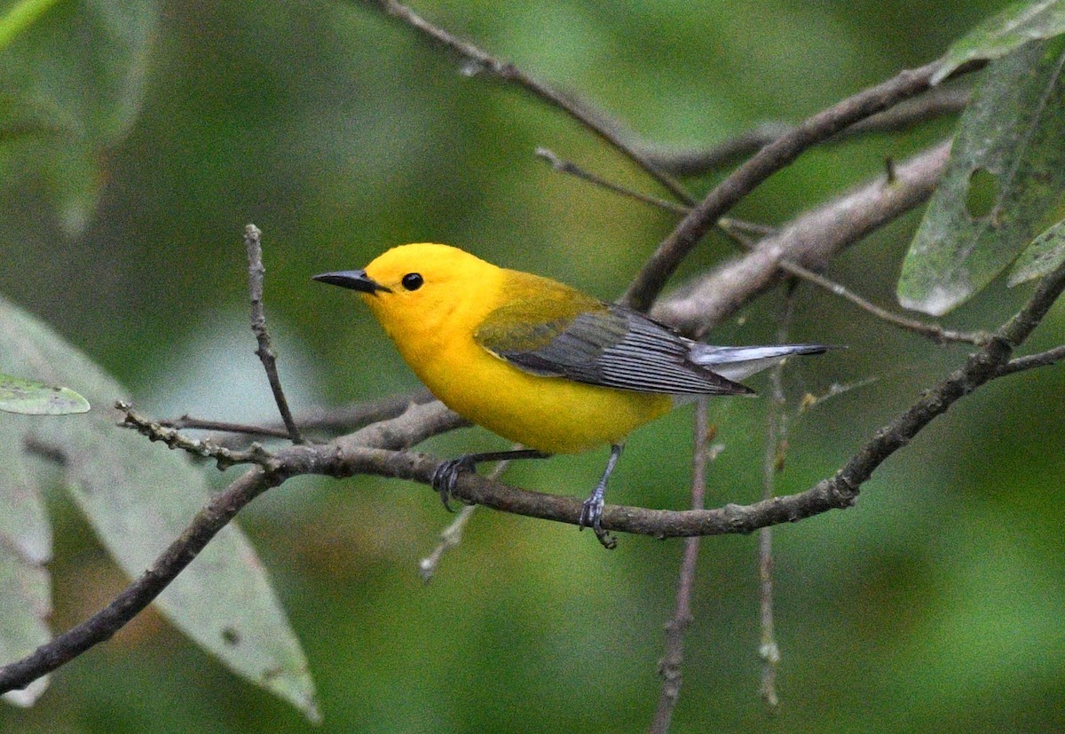 Prothonotary Warbler - ML635401079