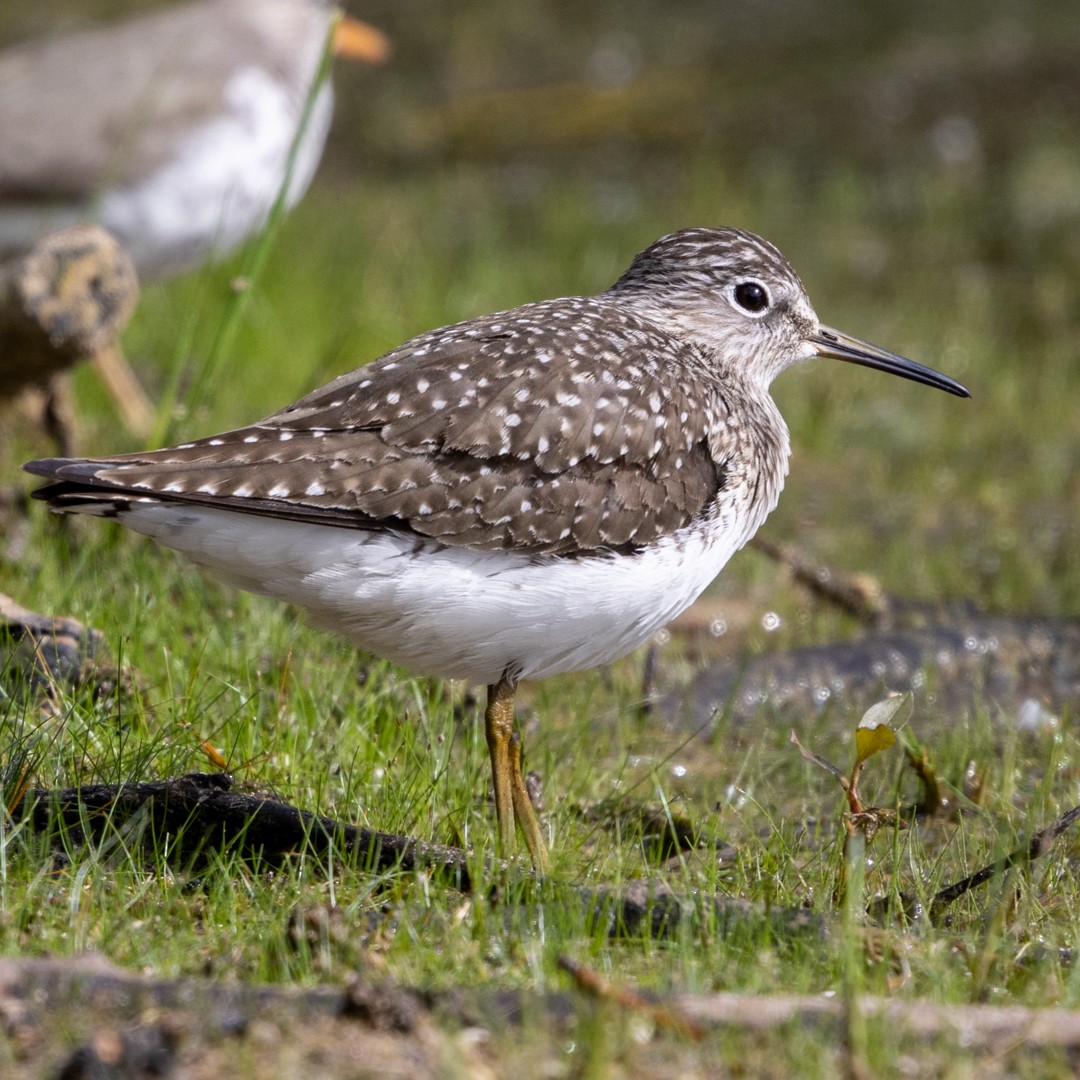 Solitary Sandpiper - ML635401098