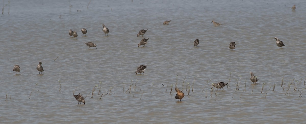 Bindenstrandläufer - ML63540111