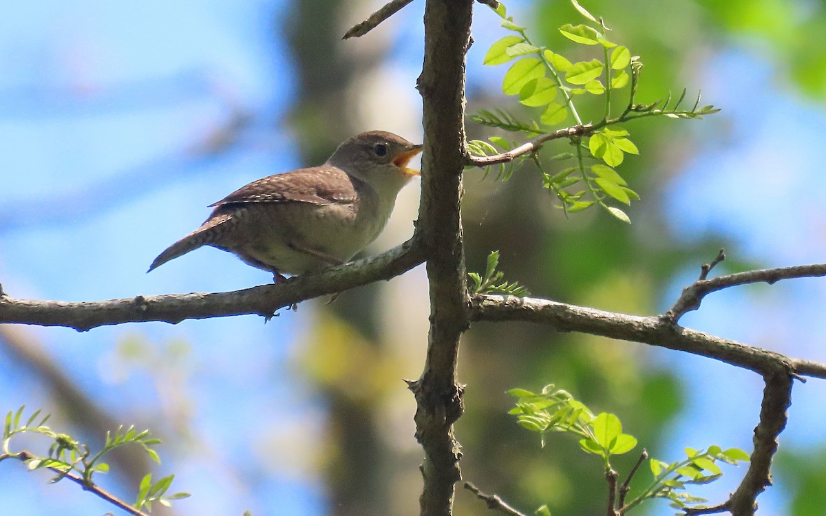 Northern House Wren - ML635401140
