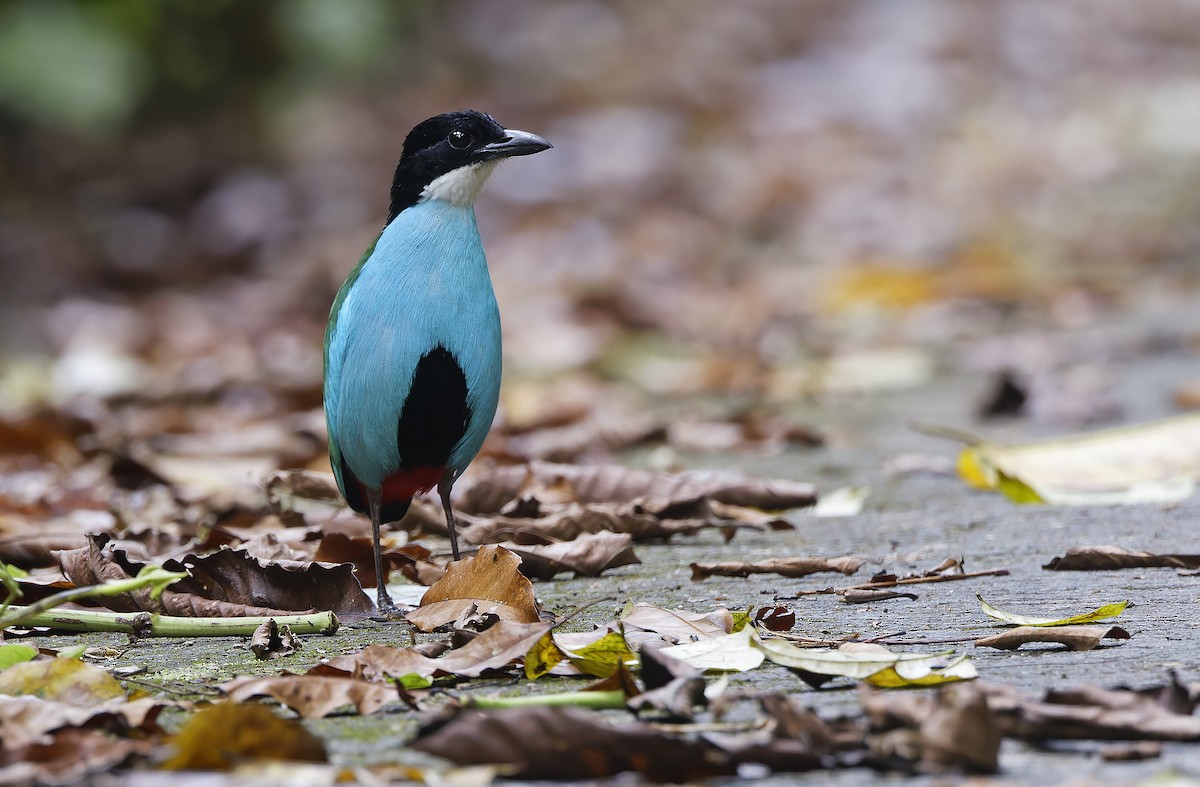 Azure-breasted Pitta - ML635401150