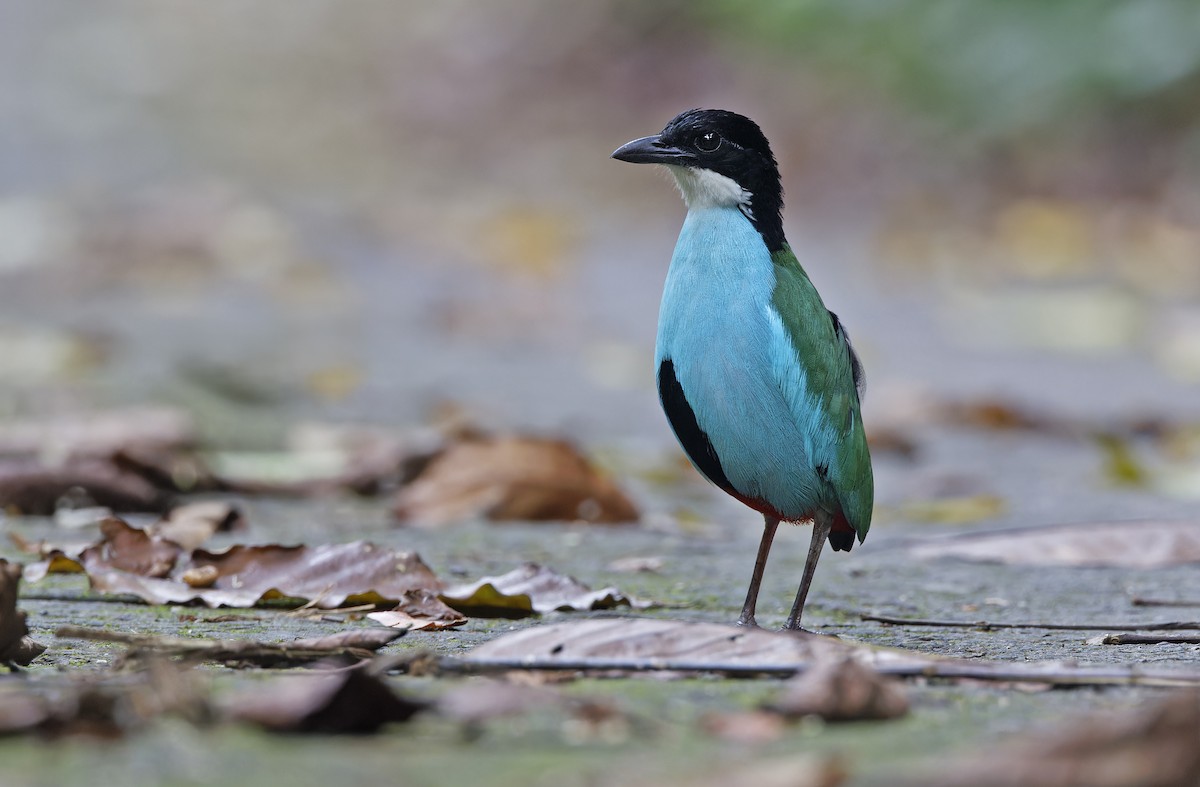 Azure-breasted Pitta - ML635401151