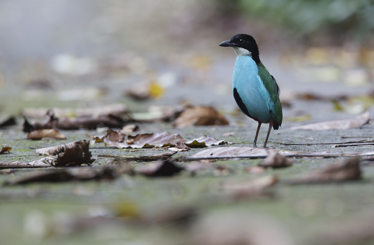 Azure-breasted Pitta - ML635401152