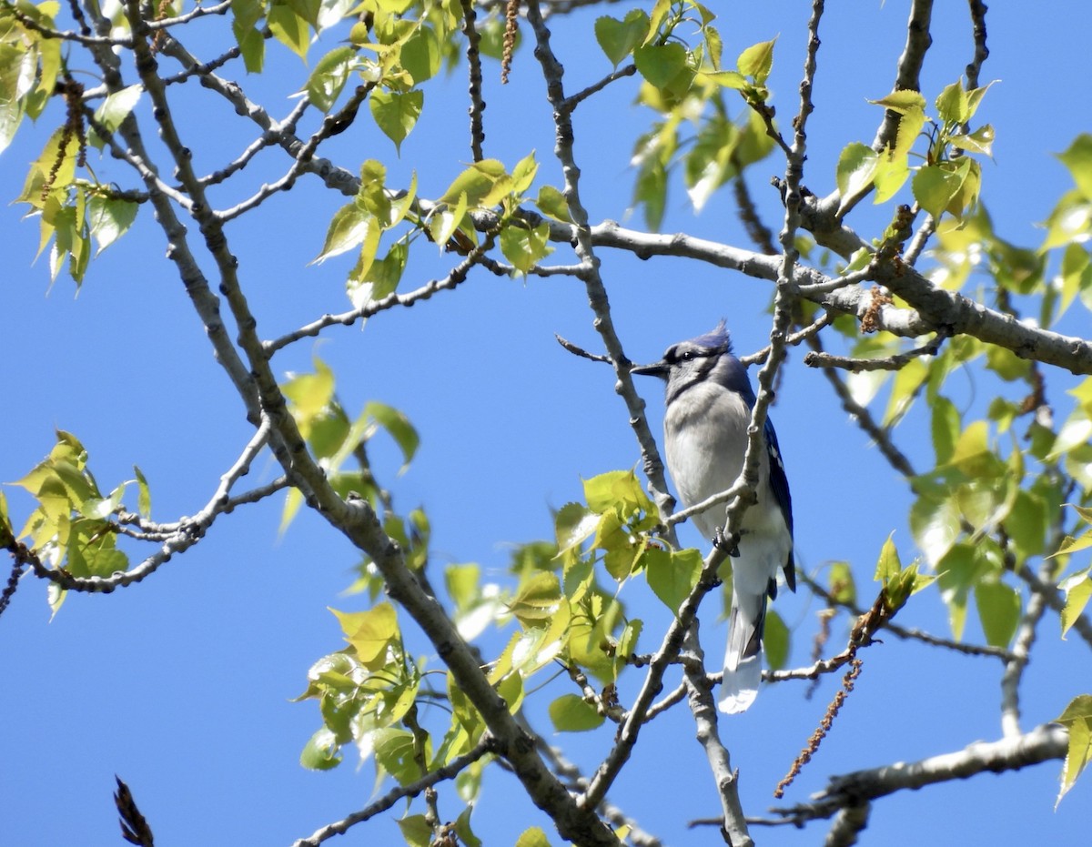 Blauhäher - ML635401154