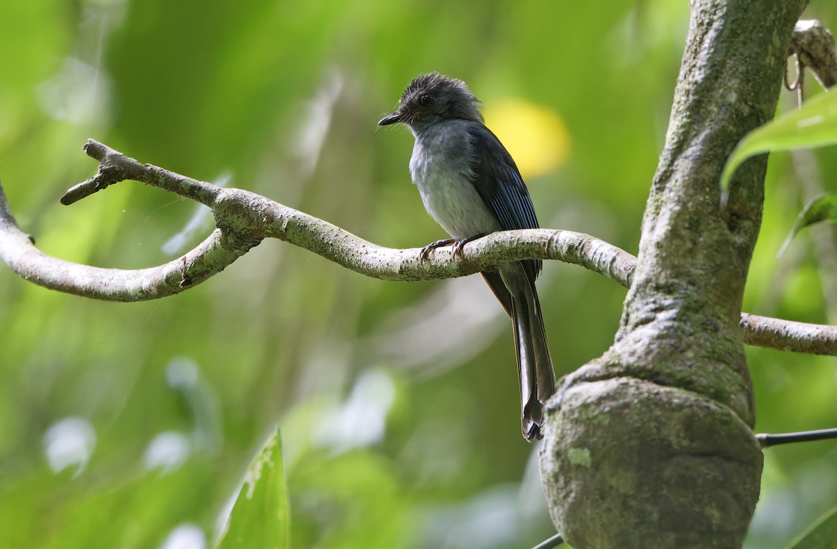 Visayan Blue-Fantail - ML635401175