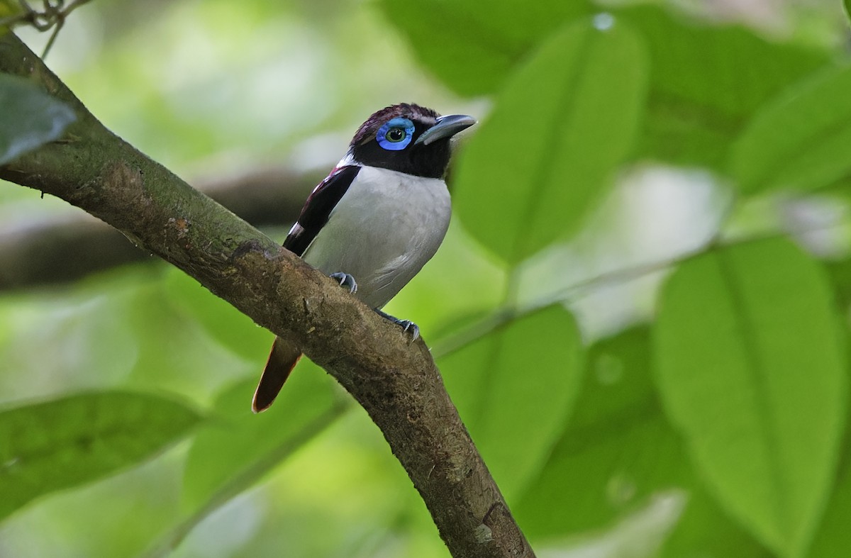 Visayan Broadbill - ML635401190