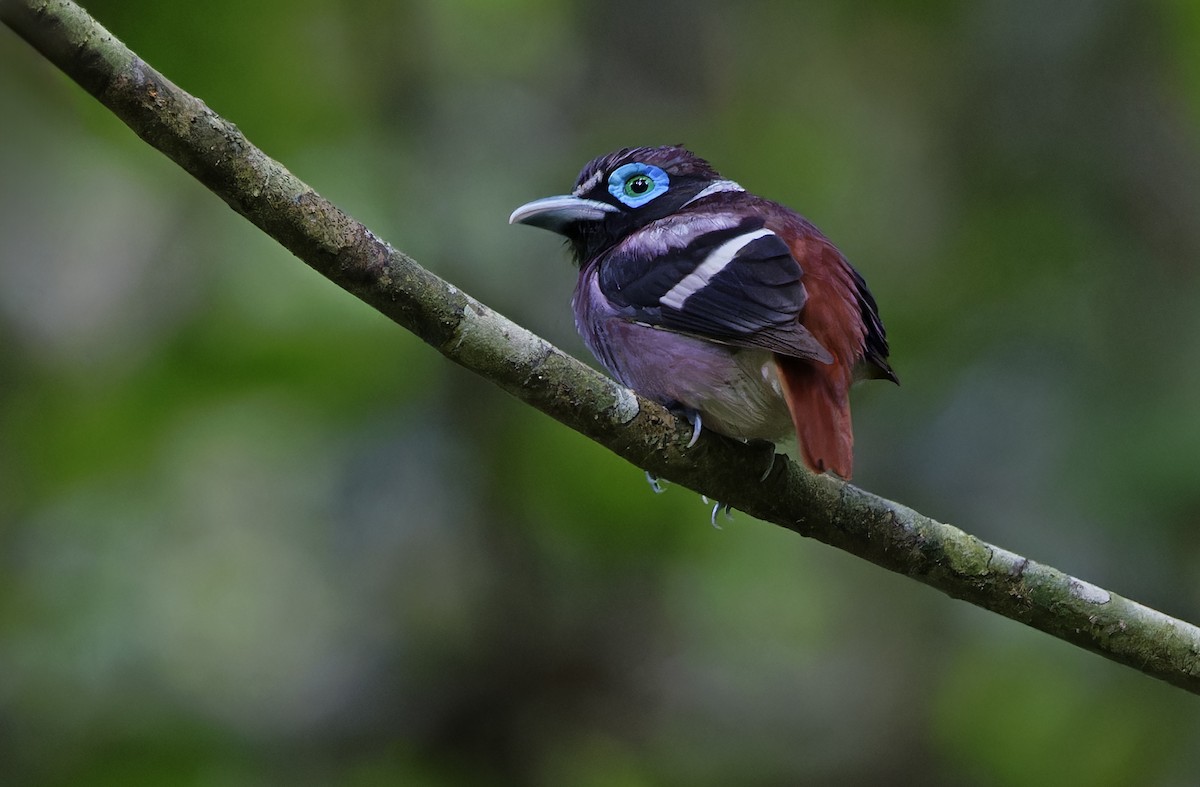 Visayan Broadbill - ML635401191