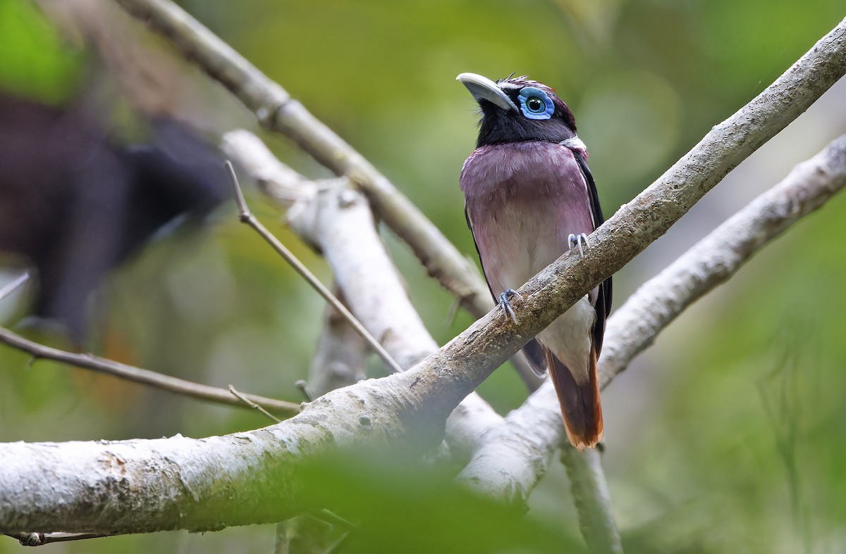Visayan Broadbill - ML635401192
