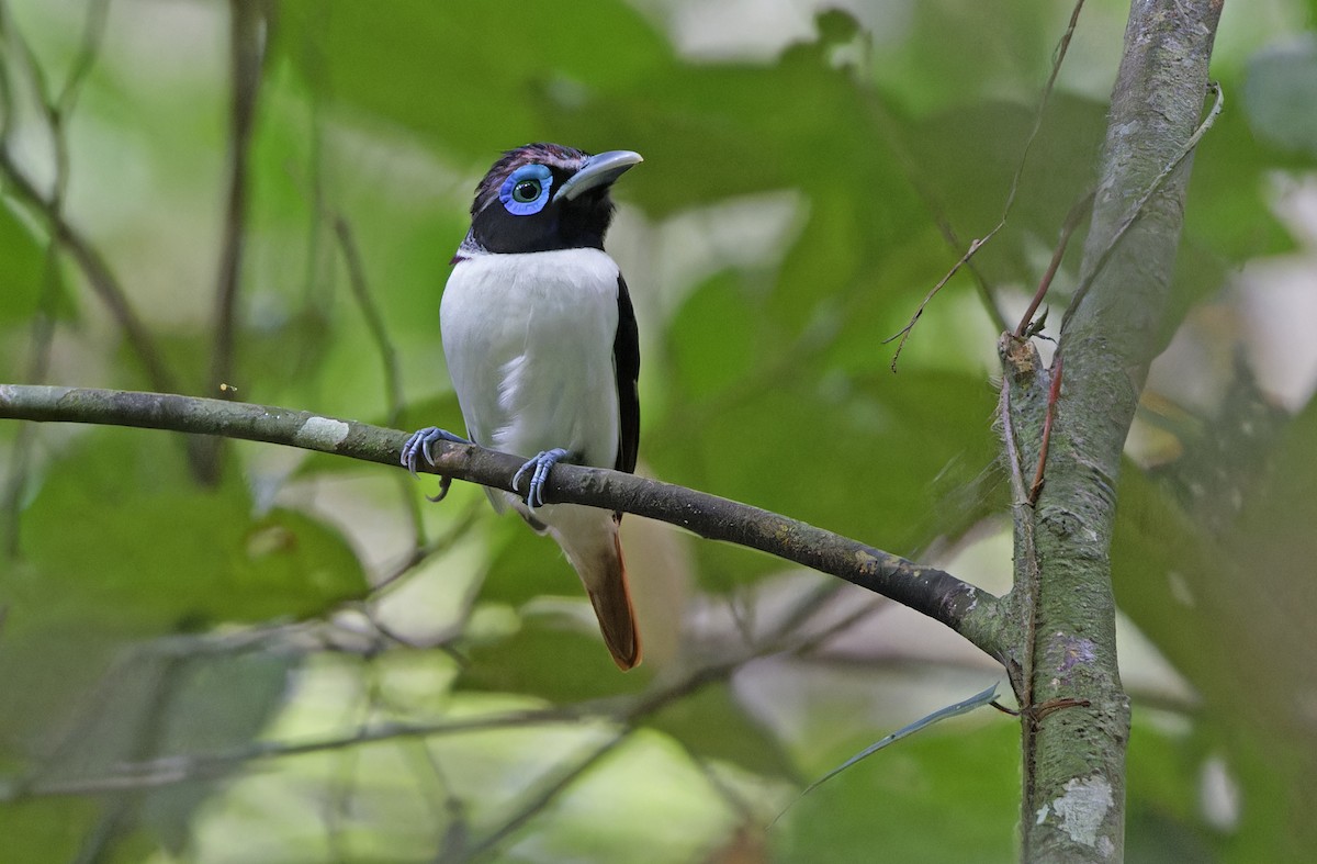 Visayan Broadbill - ML635401193