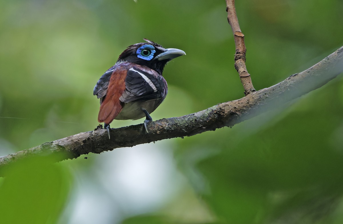 Visayan Broadbill - ML635401194
