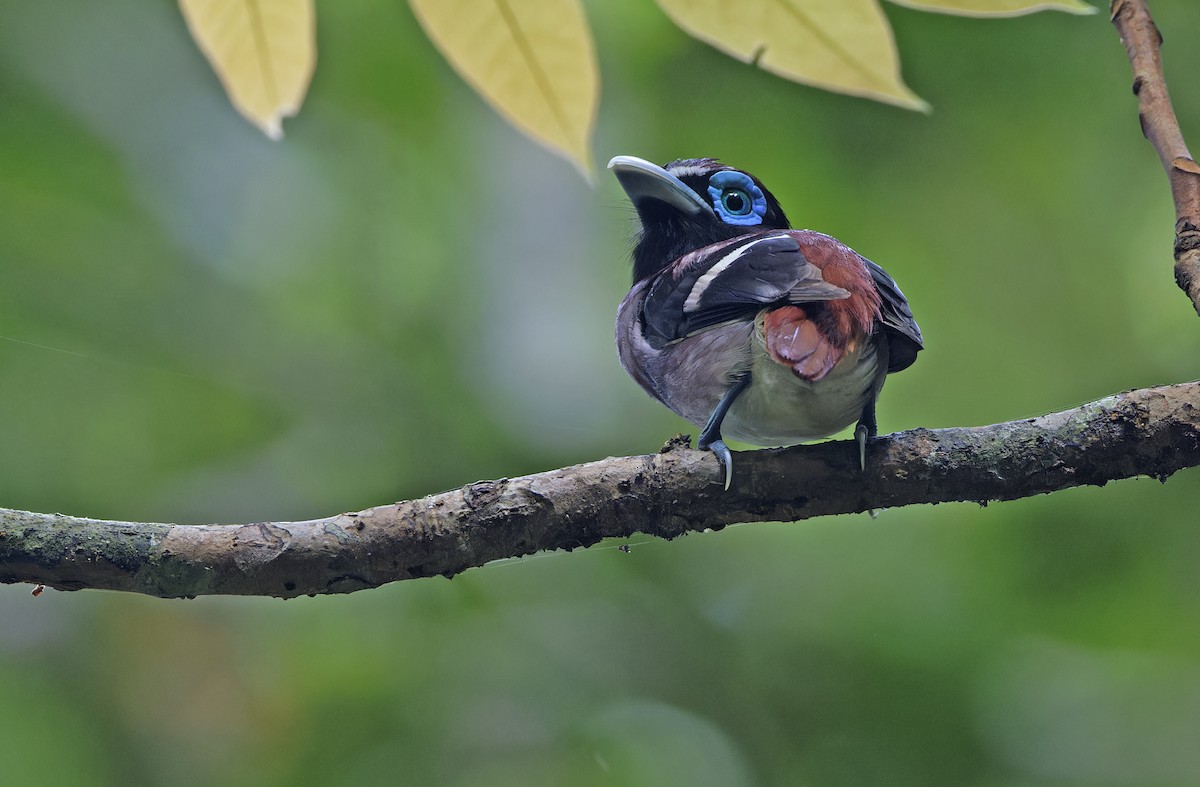 Visayan Broadbill - ML635401195