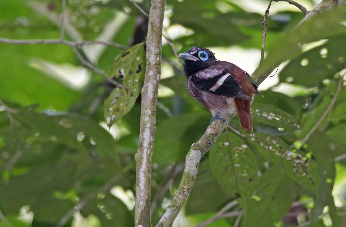 Visayan Broadbill - ML635401196
